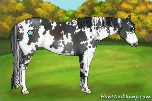 Horse Color:White Spotted Black Sabino