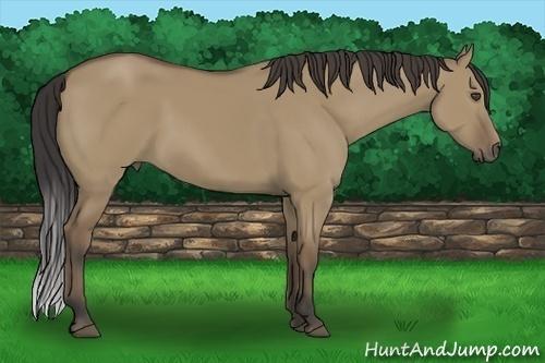 Horse Color:Buckskin Dun 