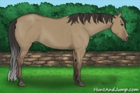 Horse Color:Buckskin Dun 