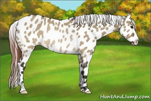 Horse Color:Brown Dun Appaloosa Rabicano 