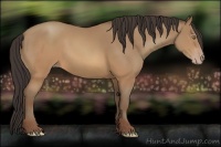 Horse Color:Sable Champagne 