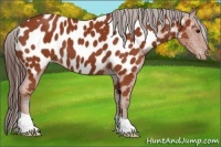 Horse Color:Bay Appaloosa 