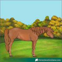 Horse Color:Chestnut Rabicano 
