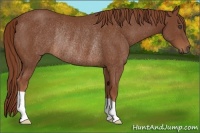 Horse Color:Chestnut Rabicano