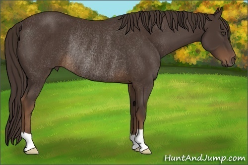 Horse Color:Liver Chestnut Rabicano 