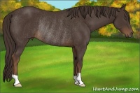 Horse Color:Liver Chestnut Rabicano 