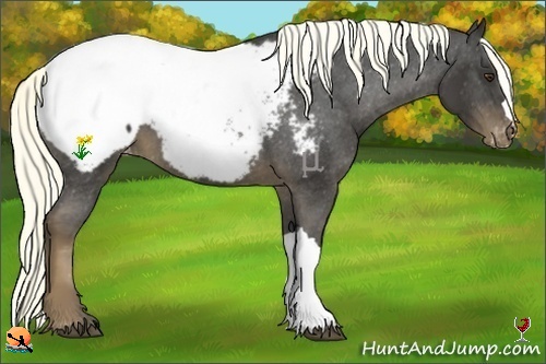 Horse Color:Liver Chestnut Mushroom Snowcap