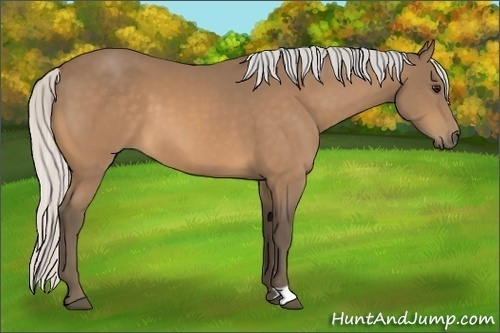 Horse Color:Silver Buckskin 