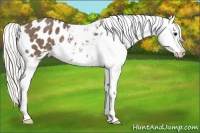 Horse Color:Silver Smoky Black Appaloosa 
