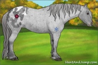 Horse Color:Blue Roan Varnish 