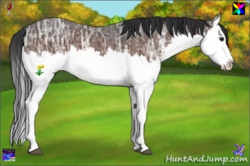 Horse Color:Bay Ice Splash