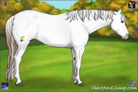 Horse Color:Red Dun Ice Splash Appaloosa 
