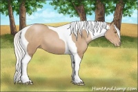 Horse Color:Silver Black Pearl Tobiano 