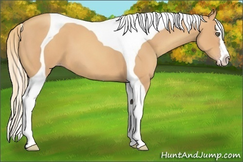 Horse Color:Gold Champagne Splash Tobiano 