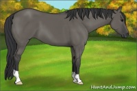 Horse Color:Grullo 