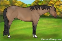 Horse Color:Bay Dun