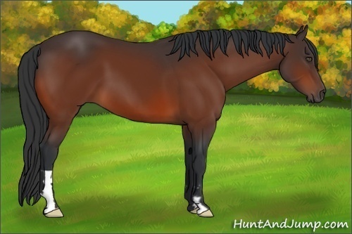 Horse Color:Bay Frame