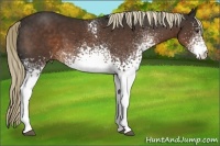 Horse Color:White Spotted Liver Chestnut 