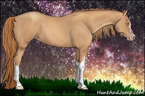 Horse Color:Gold Champagne 