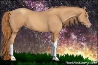 Horse Color:Gold Champagne