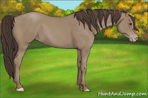 Horse Color:Classic Champagne