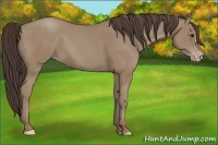 Horse Color:Classic Champagne 