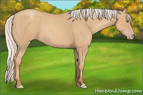 Horse Color:Silver Classic Champagne 