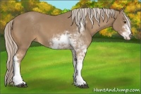 Horse Color:Palomino Sabino 