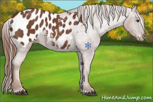 Horse Color:Chestnut Appaloosa 