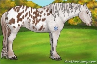 Horse Color:Chestnut Appaloosa 