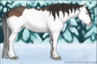 Horse Color:Buckskin Splash 