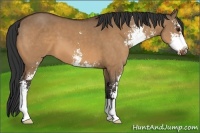 Horse Color:Bay Dun Sabino