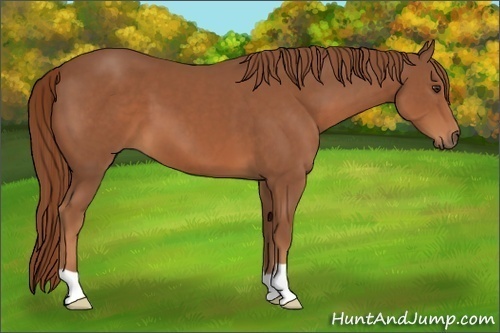 Horse Color:Chestnut 