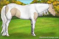Horse Color:Silver Grullo Pearl Tobiano