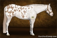 Horse Color:Buckskin Appaloosa