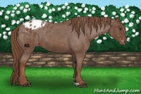 Horse Color:Red Roan Appaloosa 