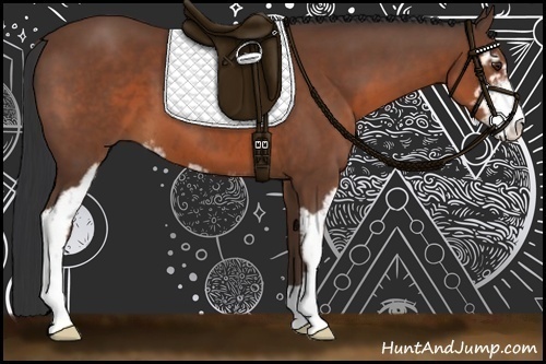 Horse Color:Bay Sabino 