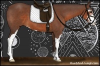Horse Color:Bay Sabino 