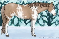 Horse Color:Black Pearl Sabino 