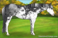 Horse Color:Black Sabino Rabicano 