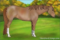 Horse Color:Chestnut 