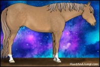 Horse Color:Palomino