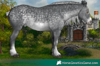 Horse Color:White Spotted Silver Black Chinchilla Frame