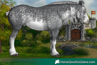Horse Color:White Spotted Silver Black Chinchilla Frame 