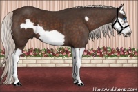 Horse Color:Silver Bay Splash Frame 