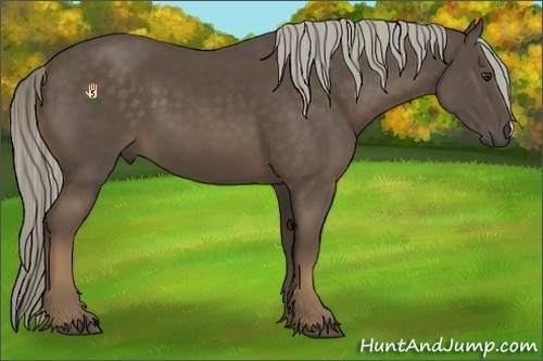 Horse Color:Chocolate Palomino 