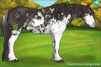 Horse Color:Liver Chestnut Sabino