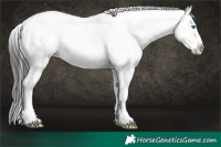 Horse Color:Liver Chestnut Frame Appaloosa
