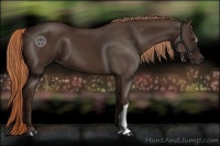 Horse Color:Liver Chestnut 
