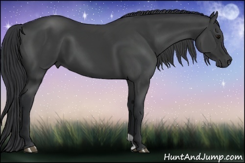 Horse Color:Black 